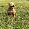 Pocket Bully American Bully Merle