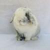 Holland Lop male bunny