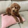 Toy poodle male born 3/1/24