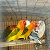 Lovebirds for sale