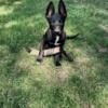 Belgian malinois puppy