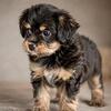 NIKKI - TEACUP YORKIE PUPPY