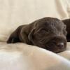 Beautiful AKC Chocolate Male Puppies!