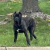 Cane corso male one year old