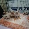 Ragdoll Kittens