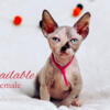 Available female Sphynx kitten