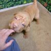 Chinese Shar pei males