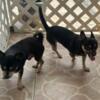 Chihuahua black and tan male dogs