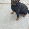 Serbian Female Rottweiler 