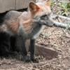 Domestic pet foxes, color mutations