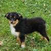 Mini Australian Shepherd puppies for sale in Michigan at wrennspuppies.com