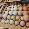 Rainbow Hatching Eggs