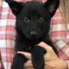 AKC German Shepherd FEMALE Pup: MARGO