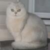 Scottish fold female