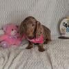 Miniature Dachshunds/make offer