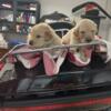 Akc golden retriever puppies