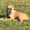 ICCF/AKC Cane Corso Female Puppy