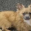 Chihuahua Male Puppy Long Coat