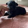 CKC Shih-tzu Puppies