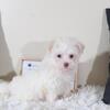 Stormy  Havanese Puppy