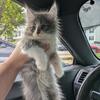 Maine coons ready to go