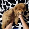 AKC Chow Chow puppies