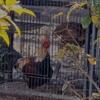 A young pair of laughing chickens