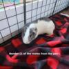 Rehoming Rescued Guinea Pigs