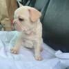 Female Frenchie available