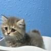 Scottish Fold Kittens