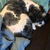 AKC & CKC Black & White Merle Cocker Spaniel Stud