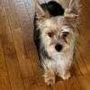 Yorkie male available!