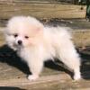 CKC Pomeranian: BLAZE