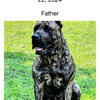 PRESA CANARIO PUPPIES SANDERS KENNELS RARE OPPORTUNITY CHAMPION BLOODLINE