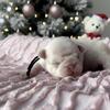 Pink pugs 