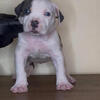 American Bully Puppy