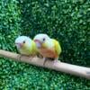 Sun cheeks , moon cheeks conures