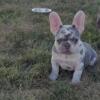 2 male French bulldogs