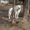 AKC Great Pyrenees Livestock Guardian Dogs DOB 