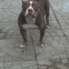 Adult Female American Bully For Rehome