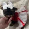 Teacup yorkie girl *videos* lots of references * Family raised !