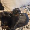 YORKIE MALE PUPPIES!!
