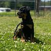 AKC German/Serbian Rottweiler Puppies