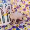 Bicolor Cream Sphynx girl