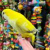 Lovely tamed Quaker parakeet looking for a loving home