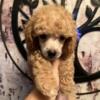 REDUCED DRASTICALLY  Miniature Poodle