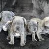 French bulldogs