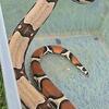 Guyana red tail