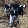 Blue Heeler Australian Shepherd mixed puppies