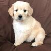 AKC Golden Retriever